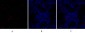 Bad Polyclonal Antibody